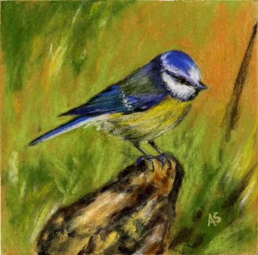 Bluetit