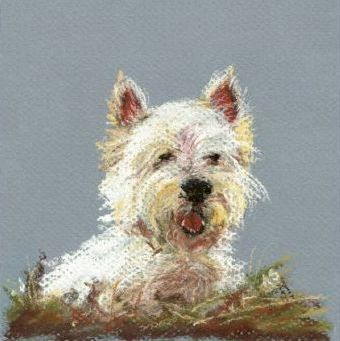 Westie