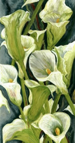 Calla Lilies