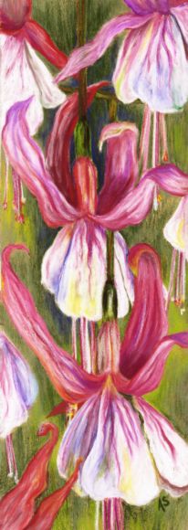 Fuchsia